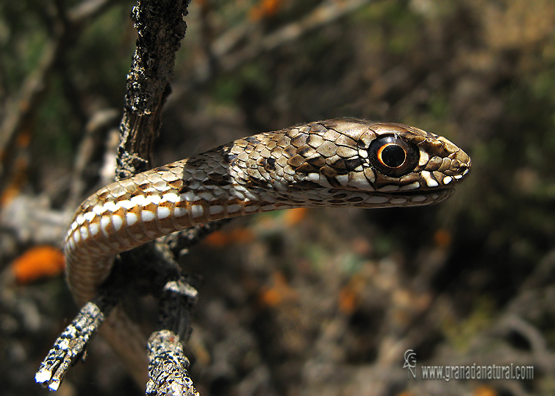 Malpolon monspessulanus - Culebra bastarda