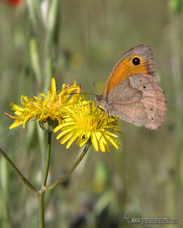 Maniola Jurtina (reverso-macho)