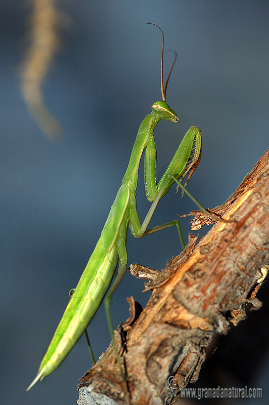 Mantis religiosa