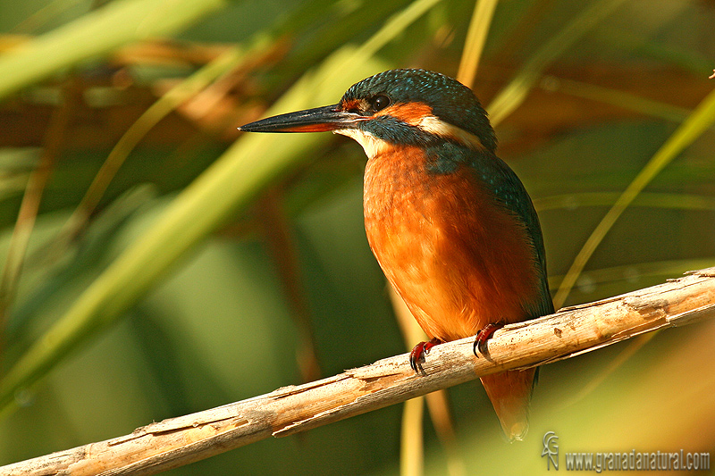 Alcedo atthis - Martn pescador