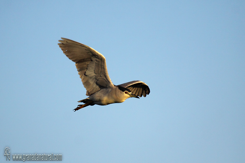 Nycticorax Nycticorax - Martinete comn