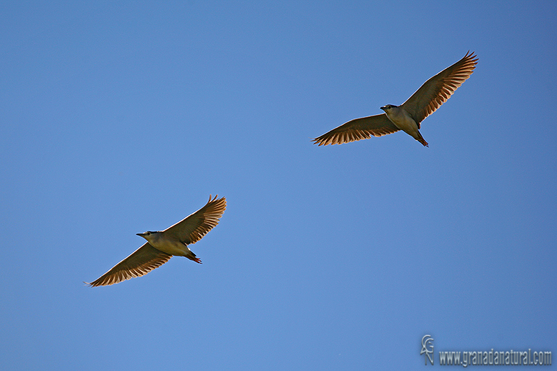 Nycticorax nycticorax - Martinete comn