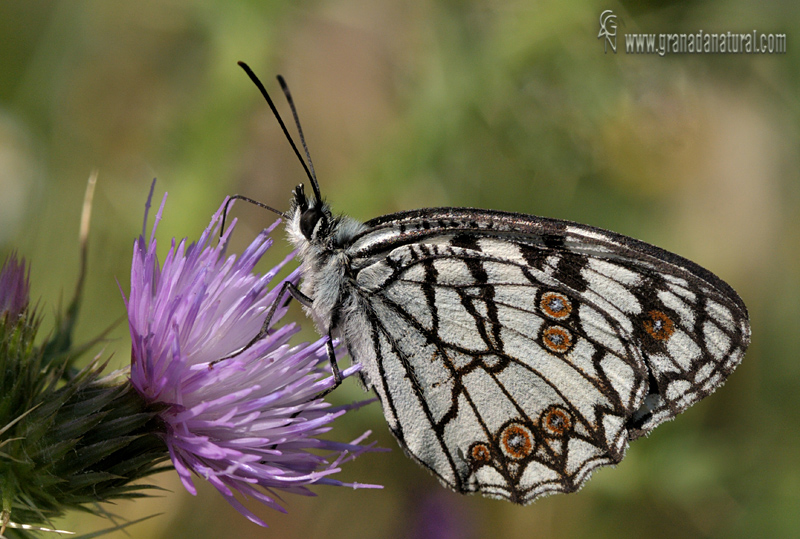 Melanargia ines (reverso-macho)