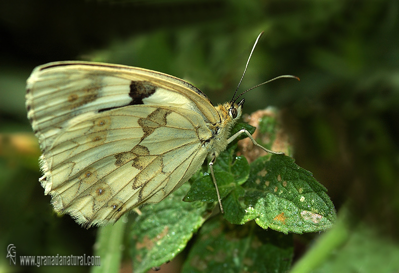 Melanargia lachesis