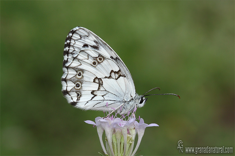 Melanargia lachesis 2