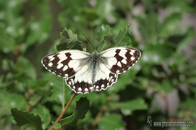 Melanargia lachesis 4