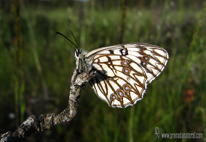 Melanargia occitanica 1 Mariposas Granada Natural