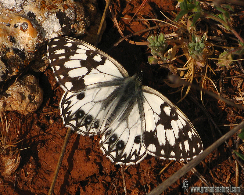 Melanargia occitanica 2