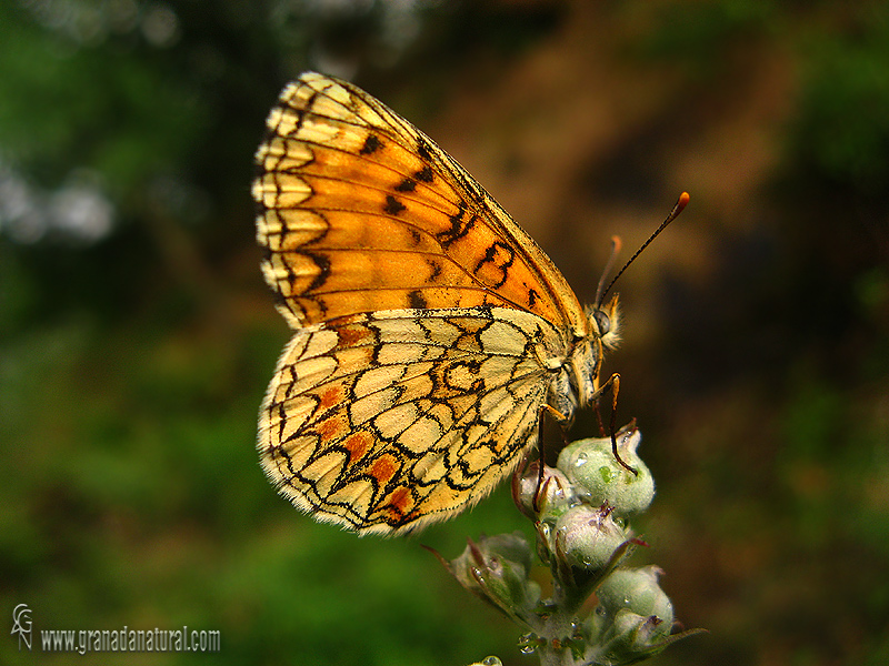 Melitaea athalia 1