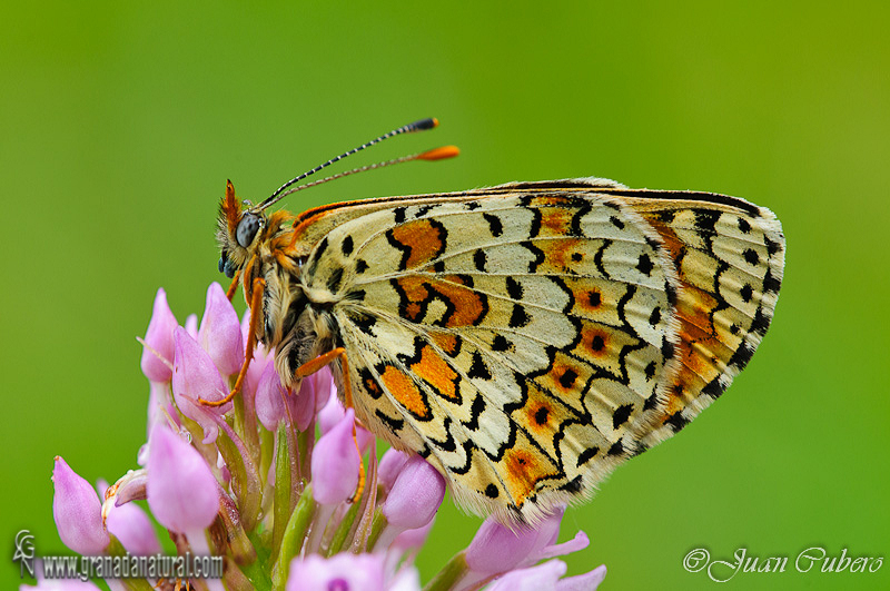 Melitaea cinxia 1