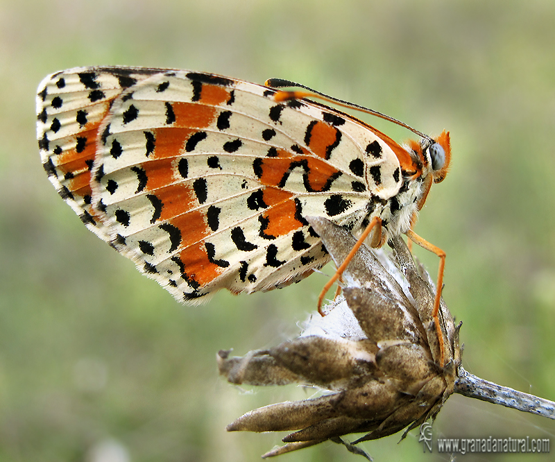 Melitaea didyma 2