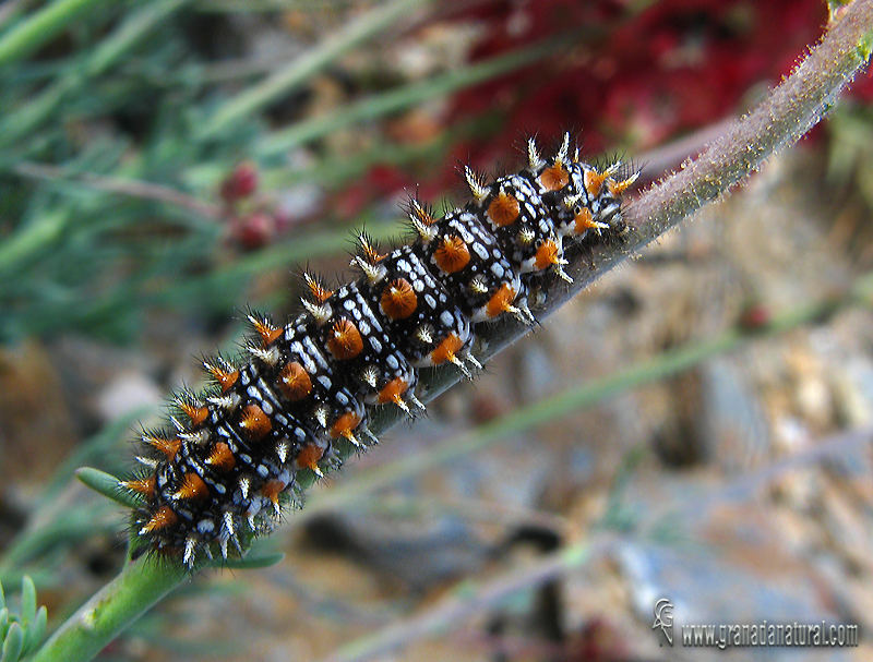 Melitaea didyma 3