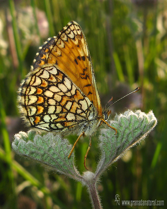 Melitaea parthenoides 1