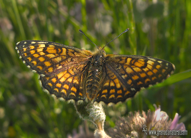 Melitaea parthenoides 2