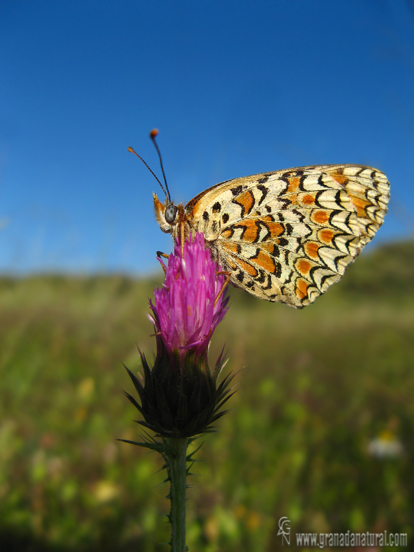 Melitaea phoebe 1