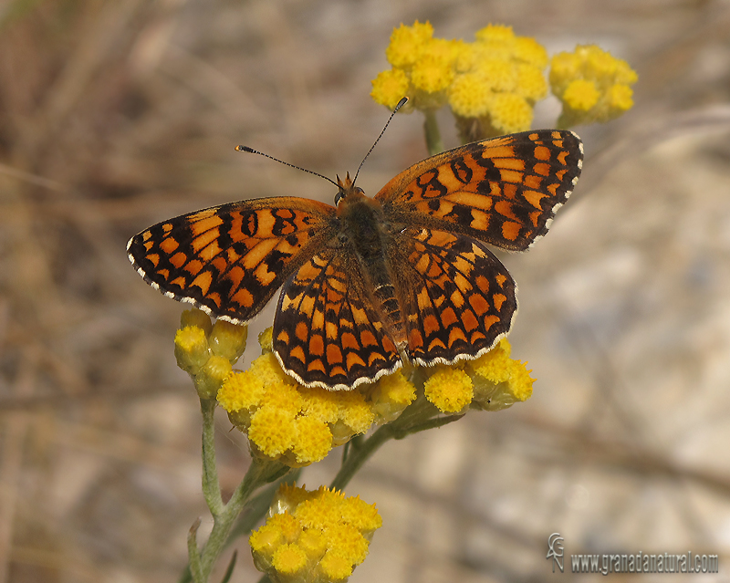 Melitaea phoebe 2