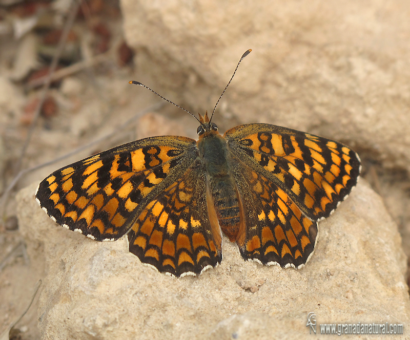 Melitaea phoebe 3