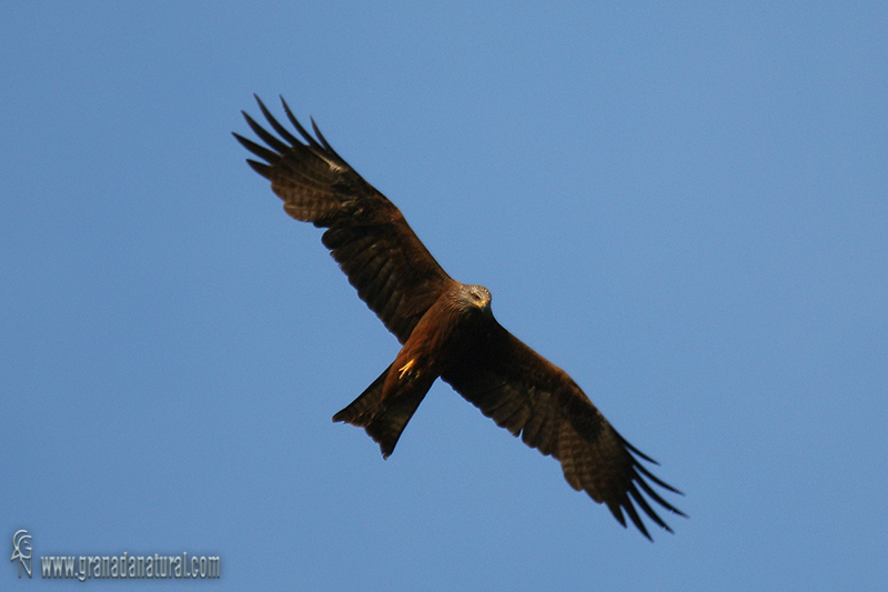 Milvus migrans - Milano negro