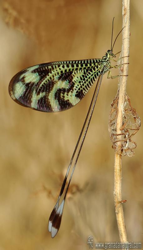 Nemoptera bipennis 1 Neuropteros Granada Natural