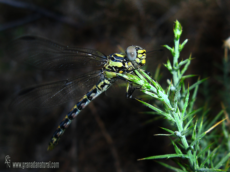 Onychogomphus uncatus 1 Liblulas Granada Natural