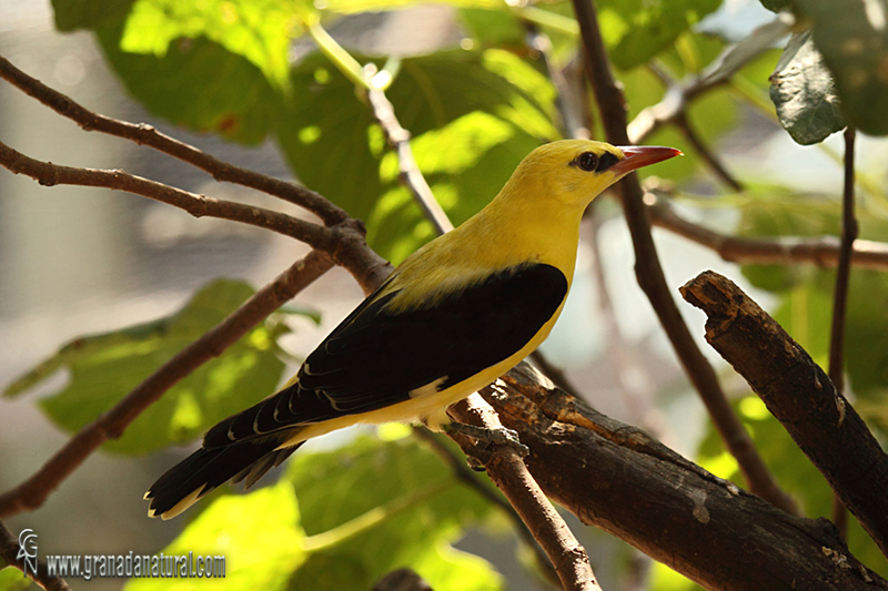 Oriolus oriolus - Oropndola