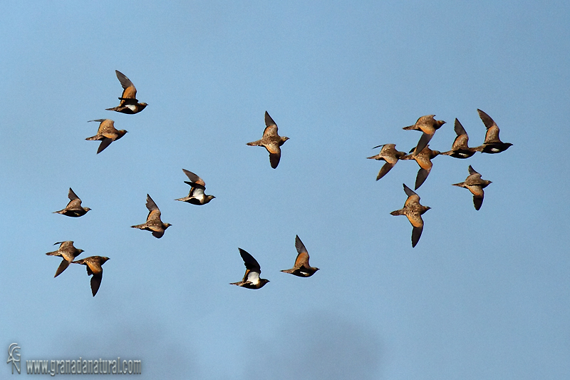 Pterocles orientalis - Ganga Ortega