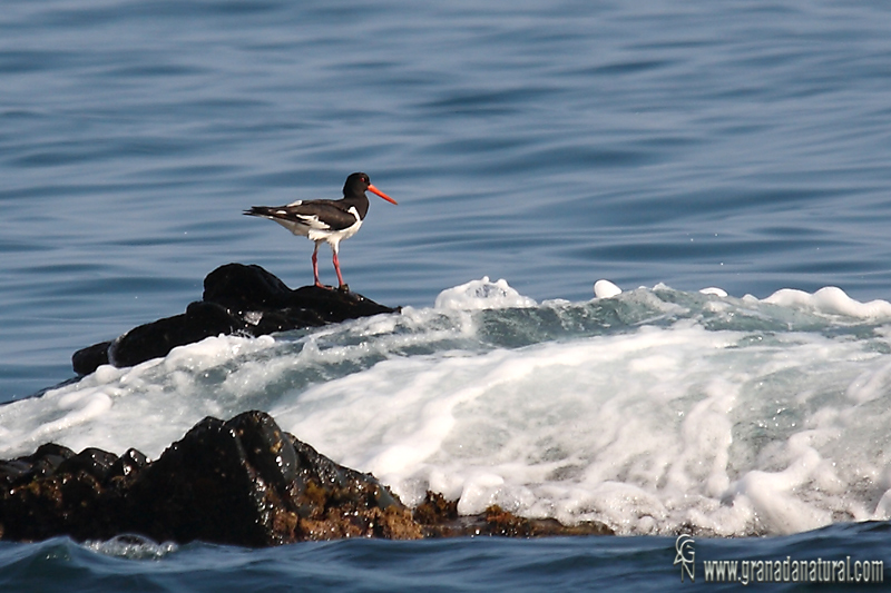 Haematopus ostralegus - Ostrero euroasitico