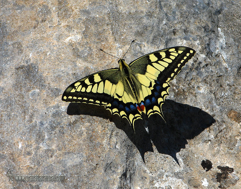 Papilio machaon