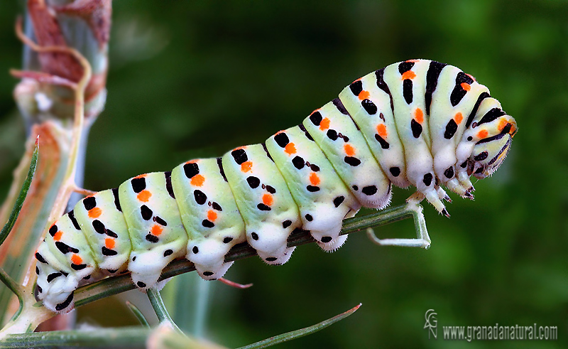 Papilio machaon oruga Granada Natural