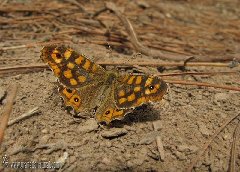 Pararge aegeria 1 Mariposas Granada Natural