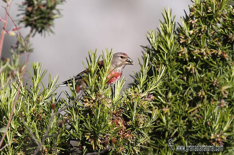 Carduelis cannabina - Pardillo común