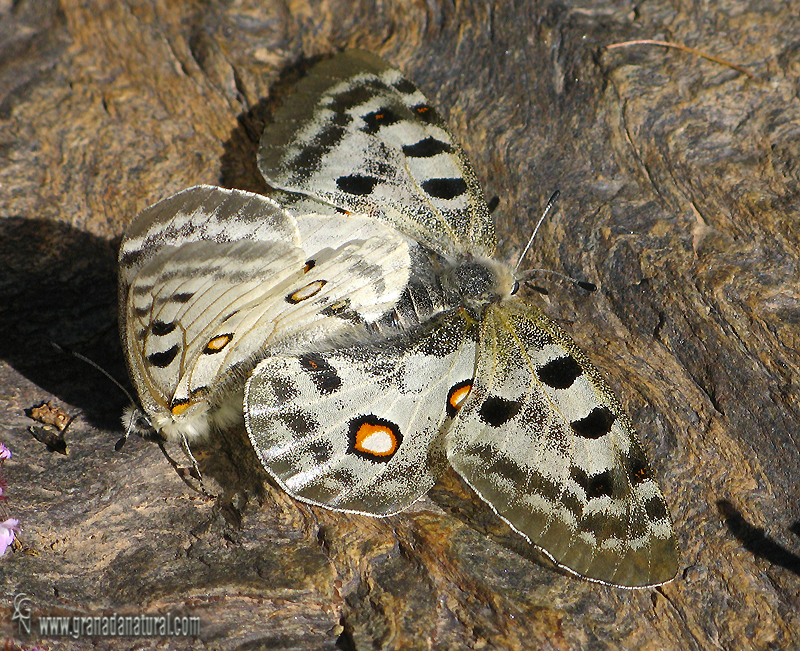 Parnassius apollo ssp nevadensis 2