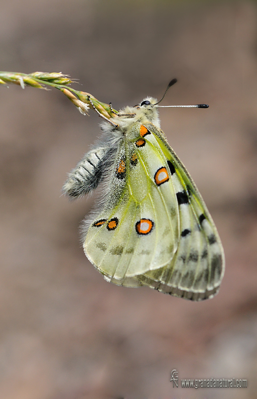 Parnassius apollo ssp nevadensis 3