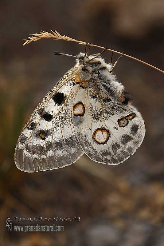 Parnassius apollo ssp nevadensis 1