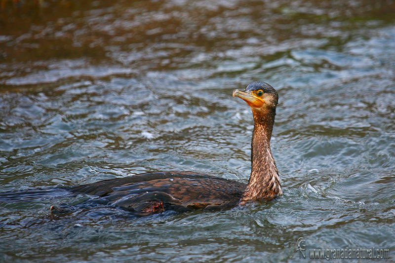 Phalacrocorax carbo - Cormorn europeo