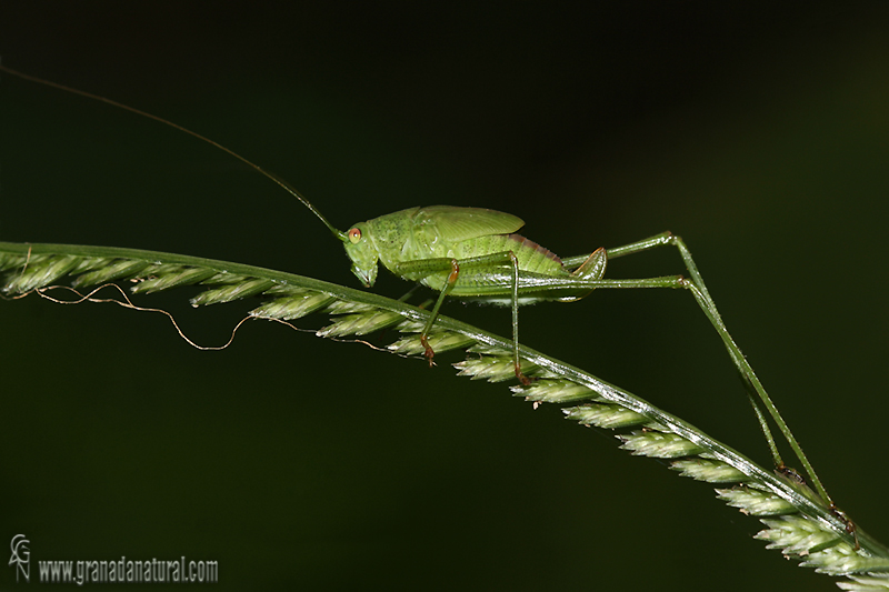 Phaneroptera nana 1 Saltamontes Granada Natural