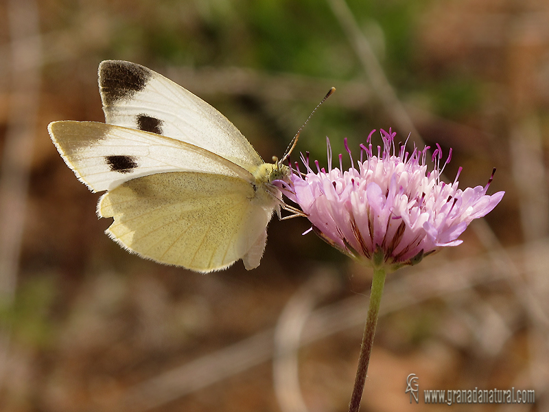 Pieris mannii 1