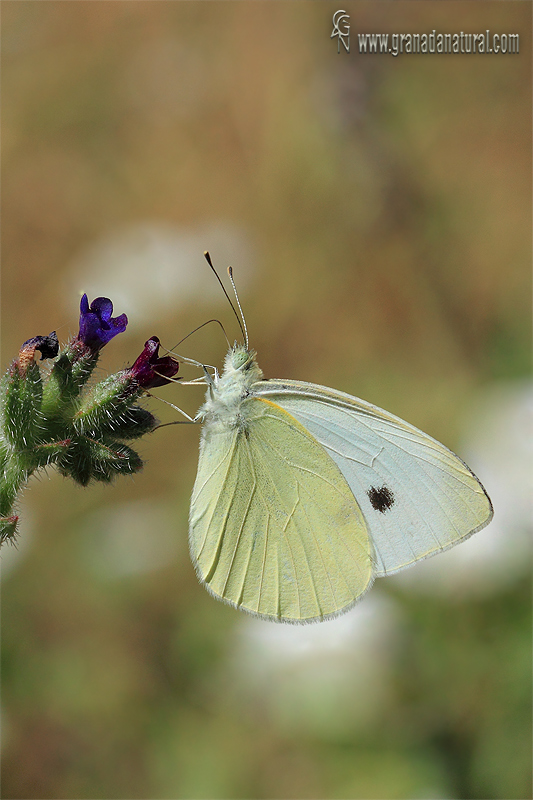 Pieris rapae 2