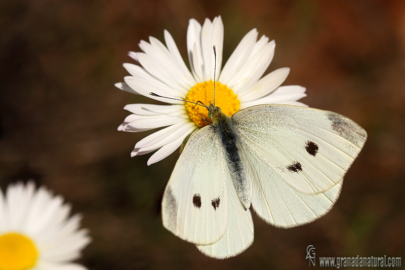 Pieris rapae 1