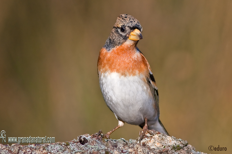 Fringilla montifringilla - Pinzn real