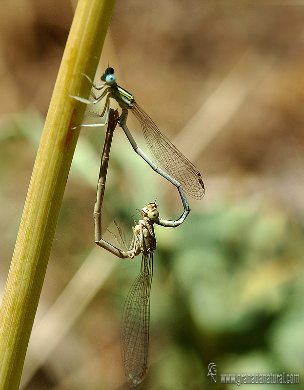 Platycnemis latipes (Tandem) 1