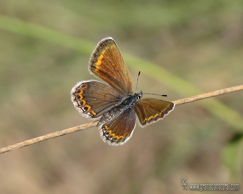 Plebejus argus 4