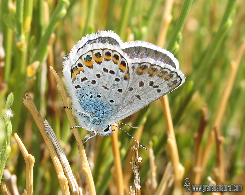 Plebejus idas 2