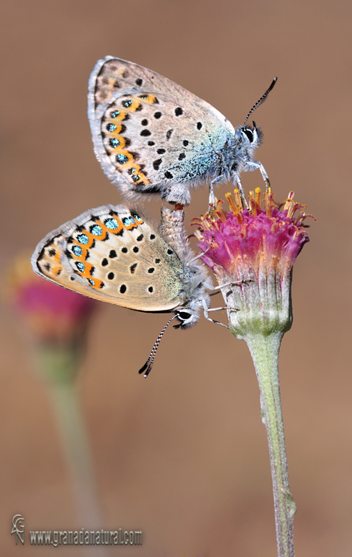 Plebejus idas 1