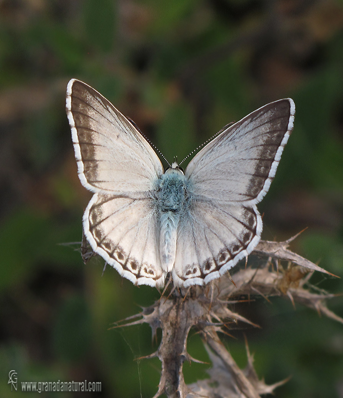 Polyommatus albicans 2