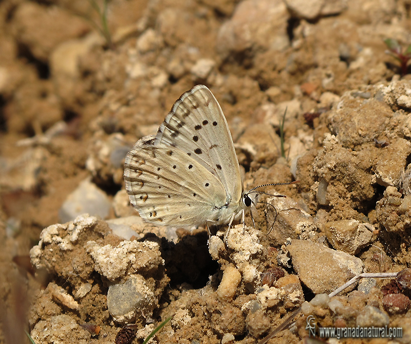 Polyommatus albicans 3