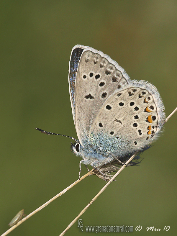 Polyommatus amandus 1