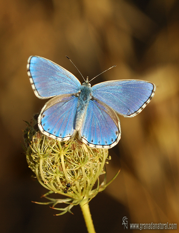 Polyommatus bellargus 1