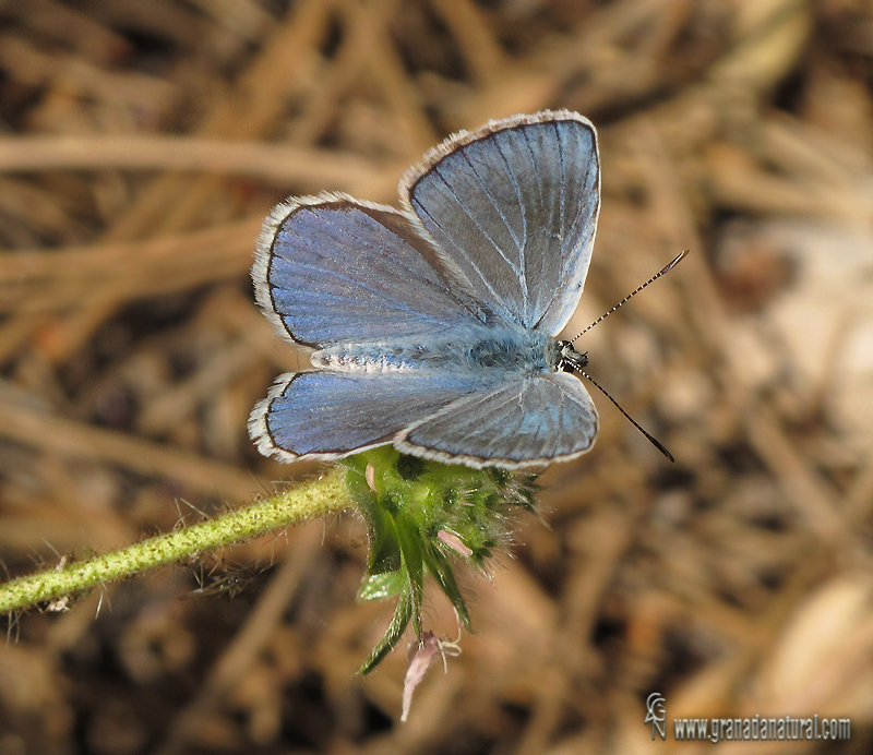 Polyommatus escheri 1