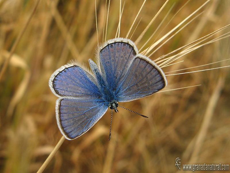 Polyommatus icarus 1